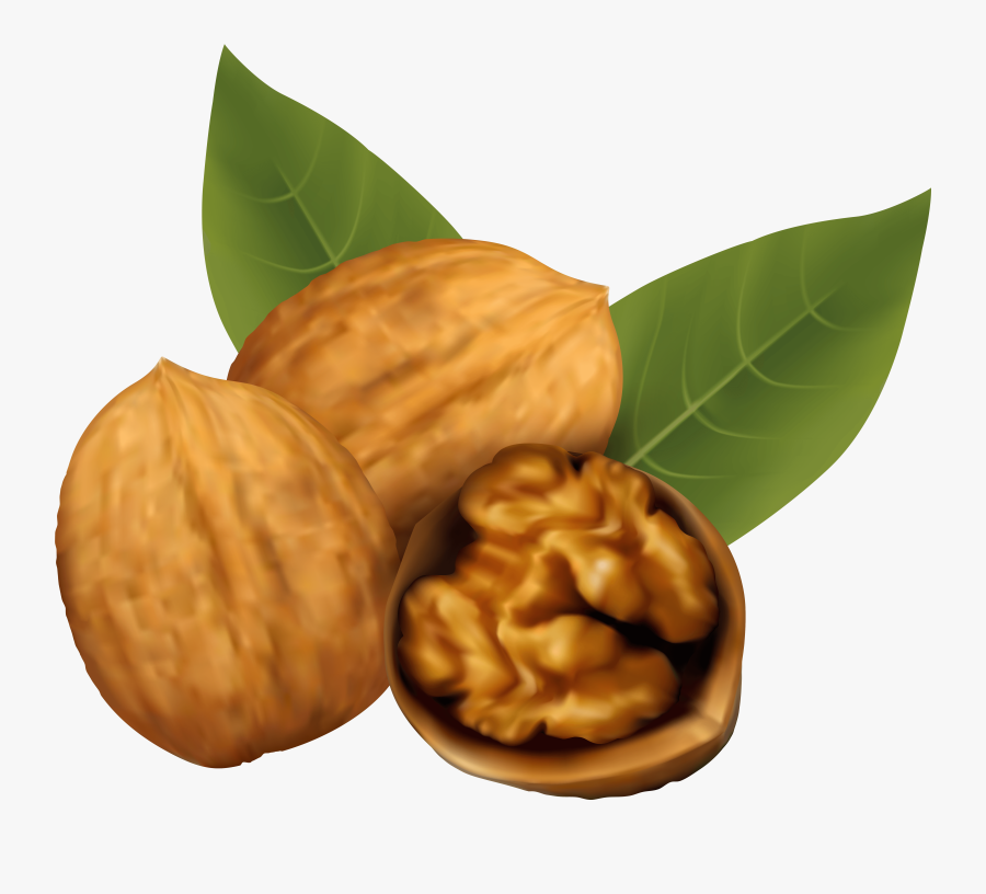 Walnuts Png Clipart Image - Walnut Vector, Transparent Clipart