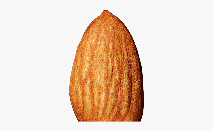Tit On An Almond, Transparent Clipart