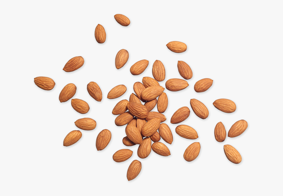 50691 - Almond Top Png, Transparent Clipart