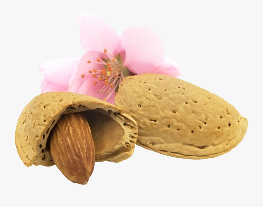 Almond Png - Almond Flower Png, Transparent Clipart