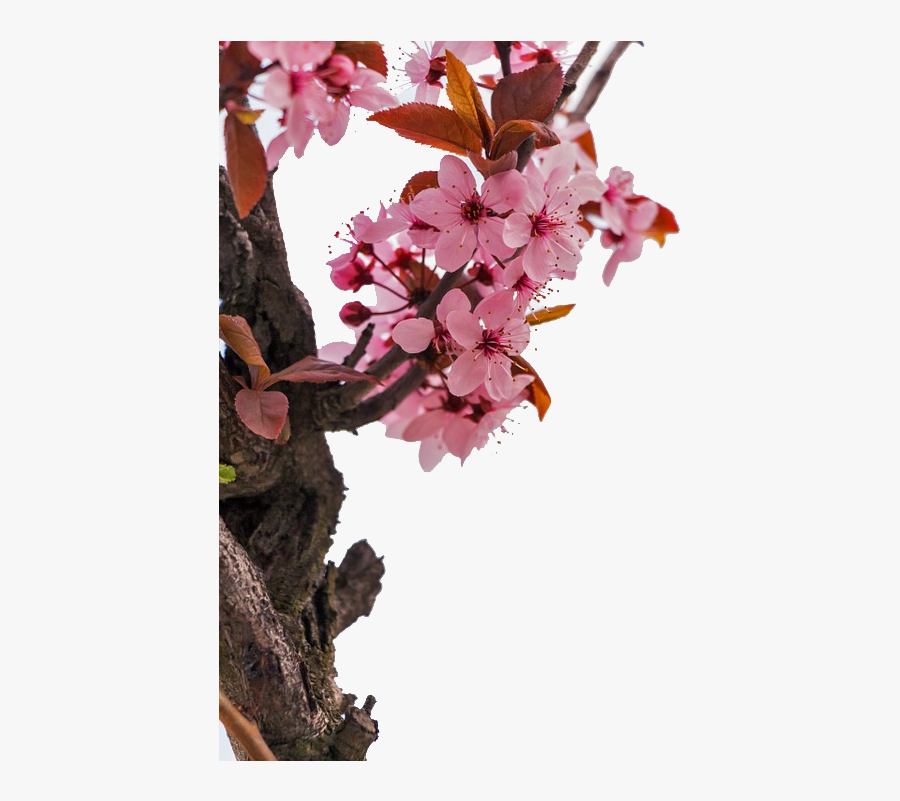 Almond Blossoms Flower Stock - Now Booking Pop Ups, Transparent Clipart