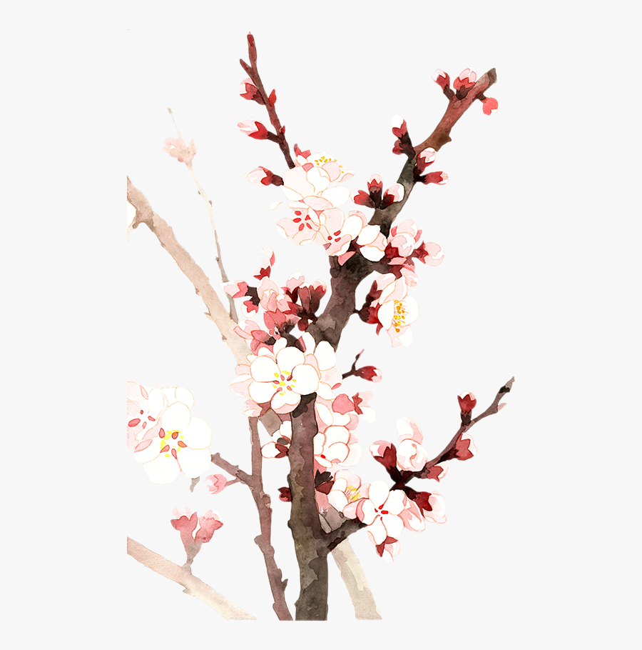 Almond Blossom Flower - زهرة اللوز Clipart, Transparent Clipart