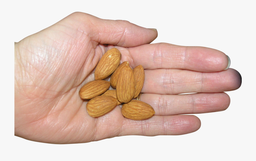 Almonds In Palm Png Image - Nueces En Una Mano, Transparent Clipart