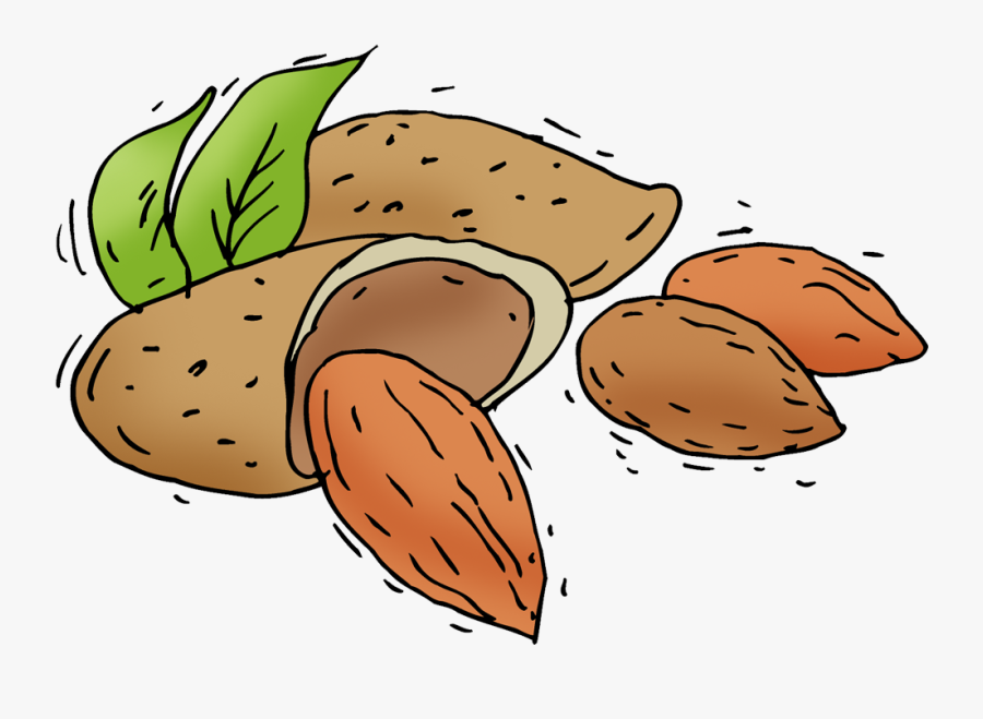 Almonds Clipart Png, Transparent Clipart