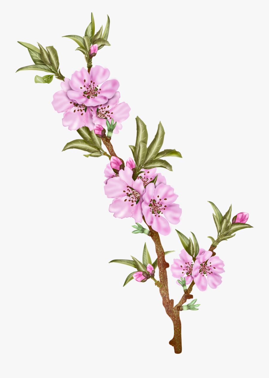 Clip Art Cut Flowers Floral Design - Blooming Almond Branch Png, Transparent Clipart