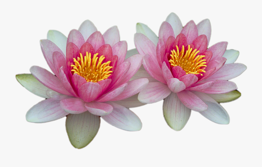 Water Lily Png - Water Lily Transparent Background, Transparent Clipart