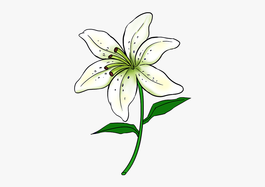 Clip Art How To Draw A - Lily Flower Drawing Easy, Transparent Clipart