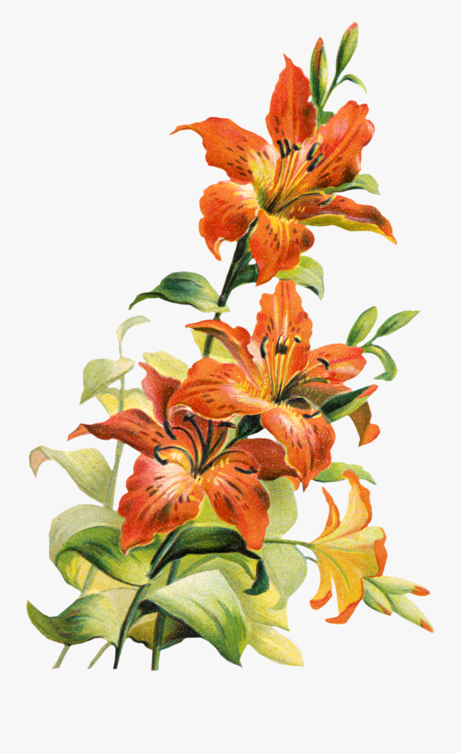 Clip Art Image Tiger Clipart Free - Tiger Lily Flower Art, Transparent Clipart