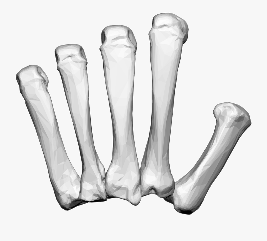 Left Hand Carpal Bones - Radiography, Transparent Clipart