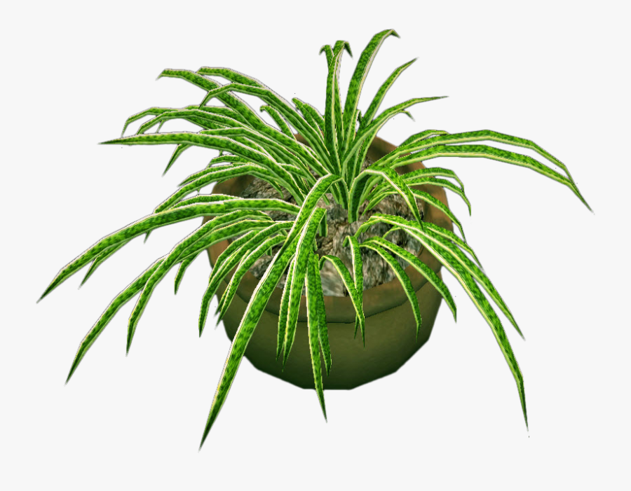Round Potted Plant /import - Potted Plant Top View Png, Transparent Clipart