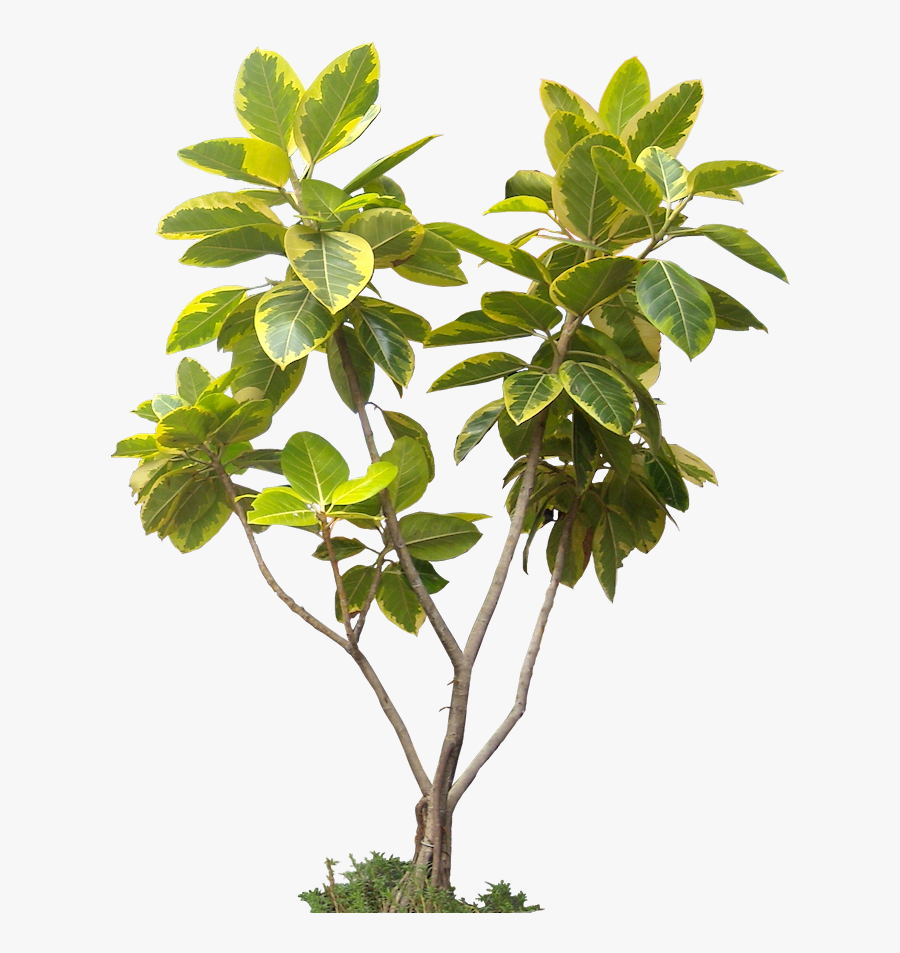 Potted Plant Trees Png Image And Clipart For Free Download - Imagenes De Plantas Png, Transparent Clipart