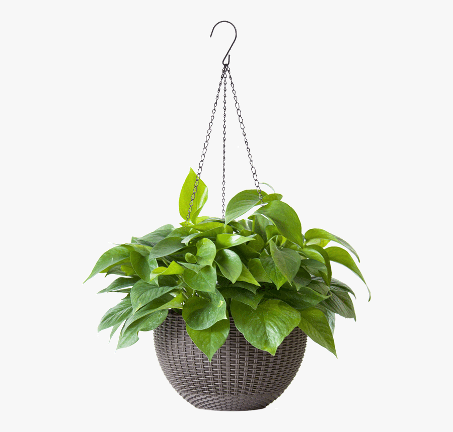 Green Radish, Ivy, Indoor Plant, Green Plant, Potted - Transparent Indoor Plant Png, Transparent Clipart