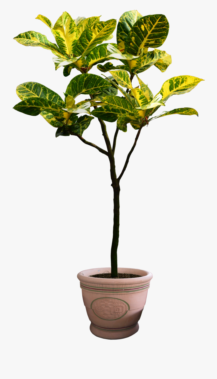 Beautiful Transparent Plants, Potted Flower Png - Png Plants Free Download, Transparent Clipart