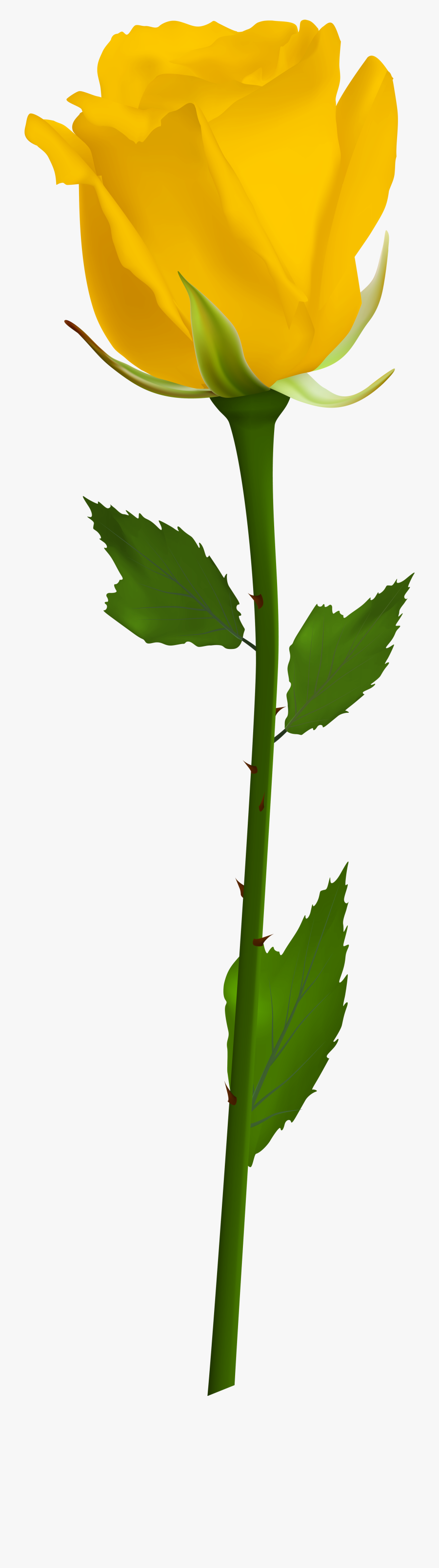 Growth Clipart Potted Plant - Single White Rose Png, Transparent Clipart