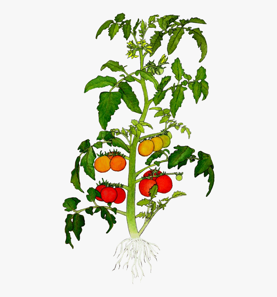 Pictures Of Potted Plants - Tomato Plant Tissue Diagram, Transparent Clipart