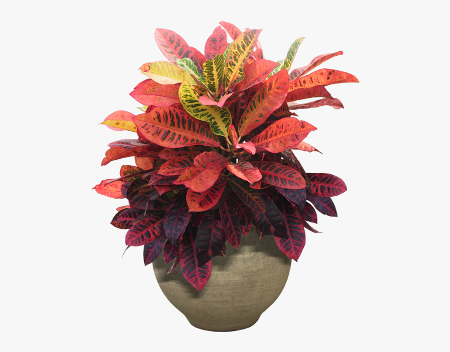 Plants Flower Houseplant Tree Small Potted Clipart - Plants Png, Transparent Clipart