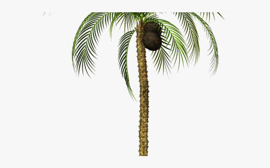 Attalea Speciosa, Transparent Clipart