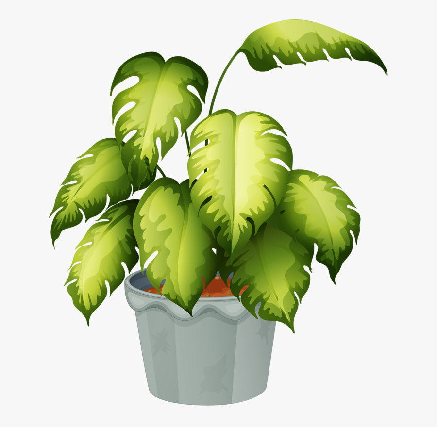 Non Flowering Plants Chart, Transparent Clipart