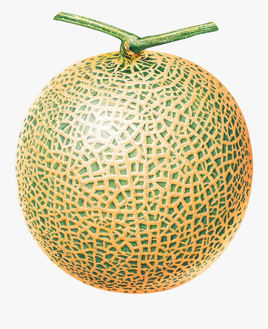 Transparent Melon Clipart - Melon Png, Transparent Clipart