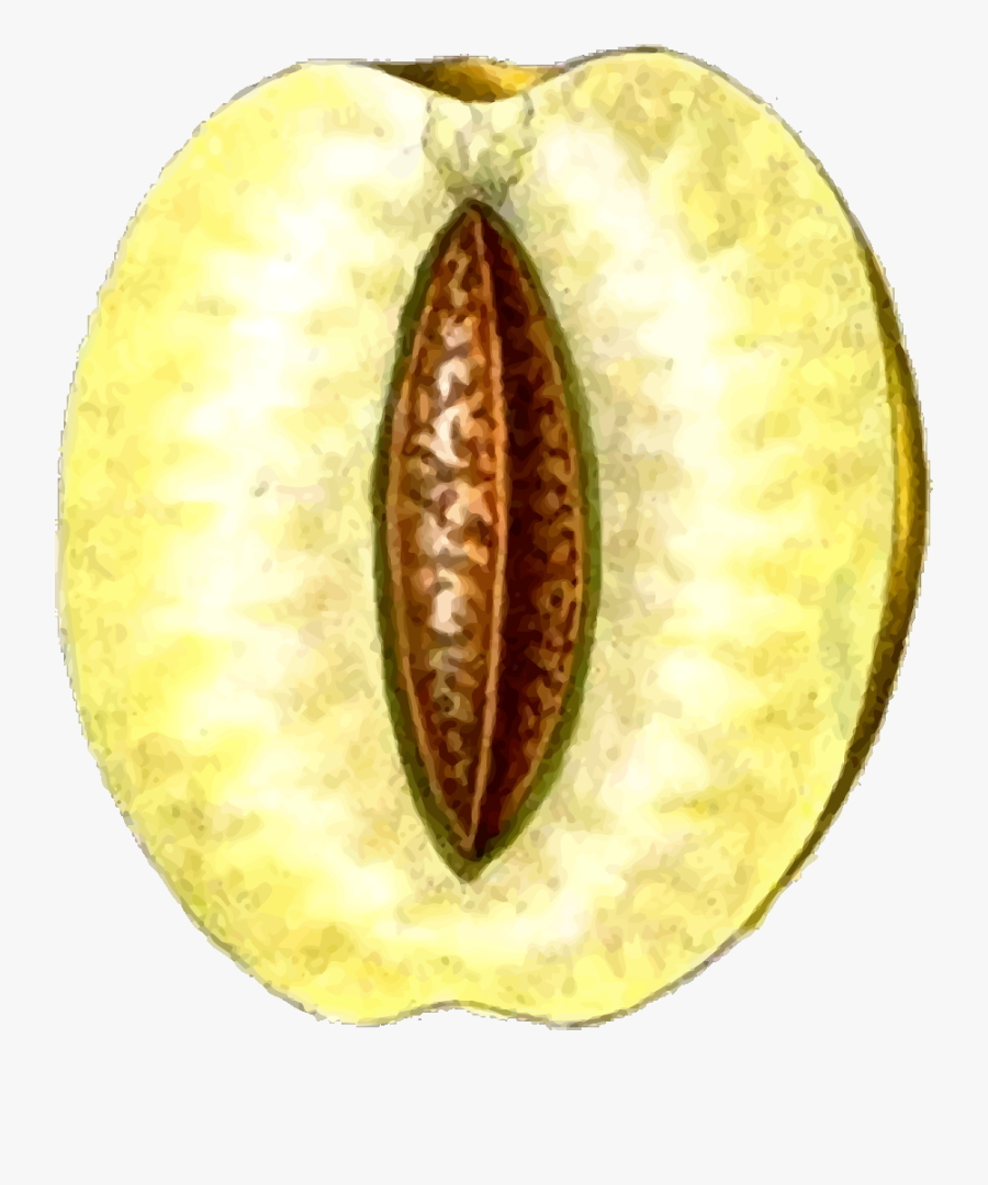 Food,cucumber Gourd And Melon Family,fruit - Fruit, Transparent Clipart