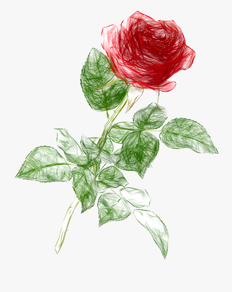 Rose Drawing Transparent Background, Transparent Clipart