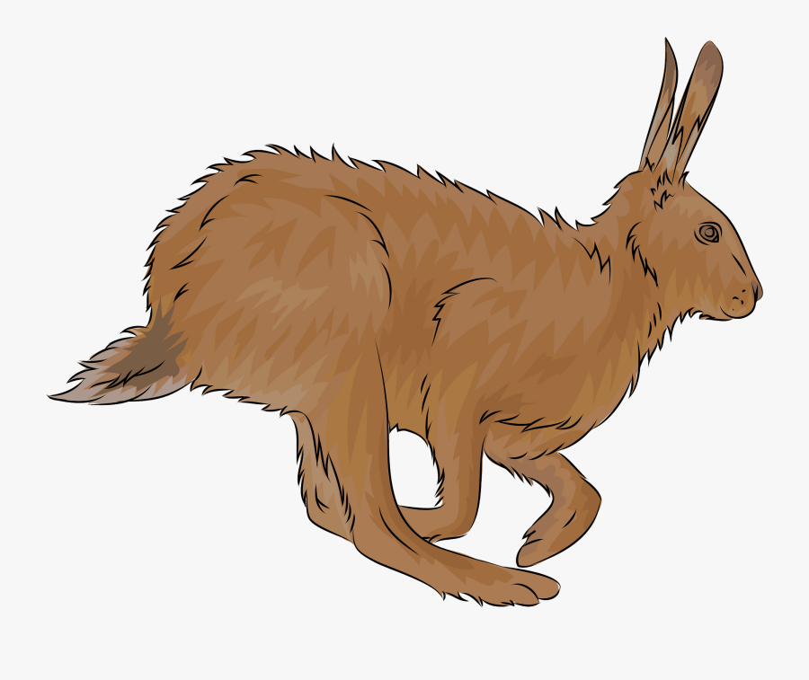 Brown Hare, Transparent Clipart