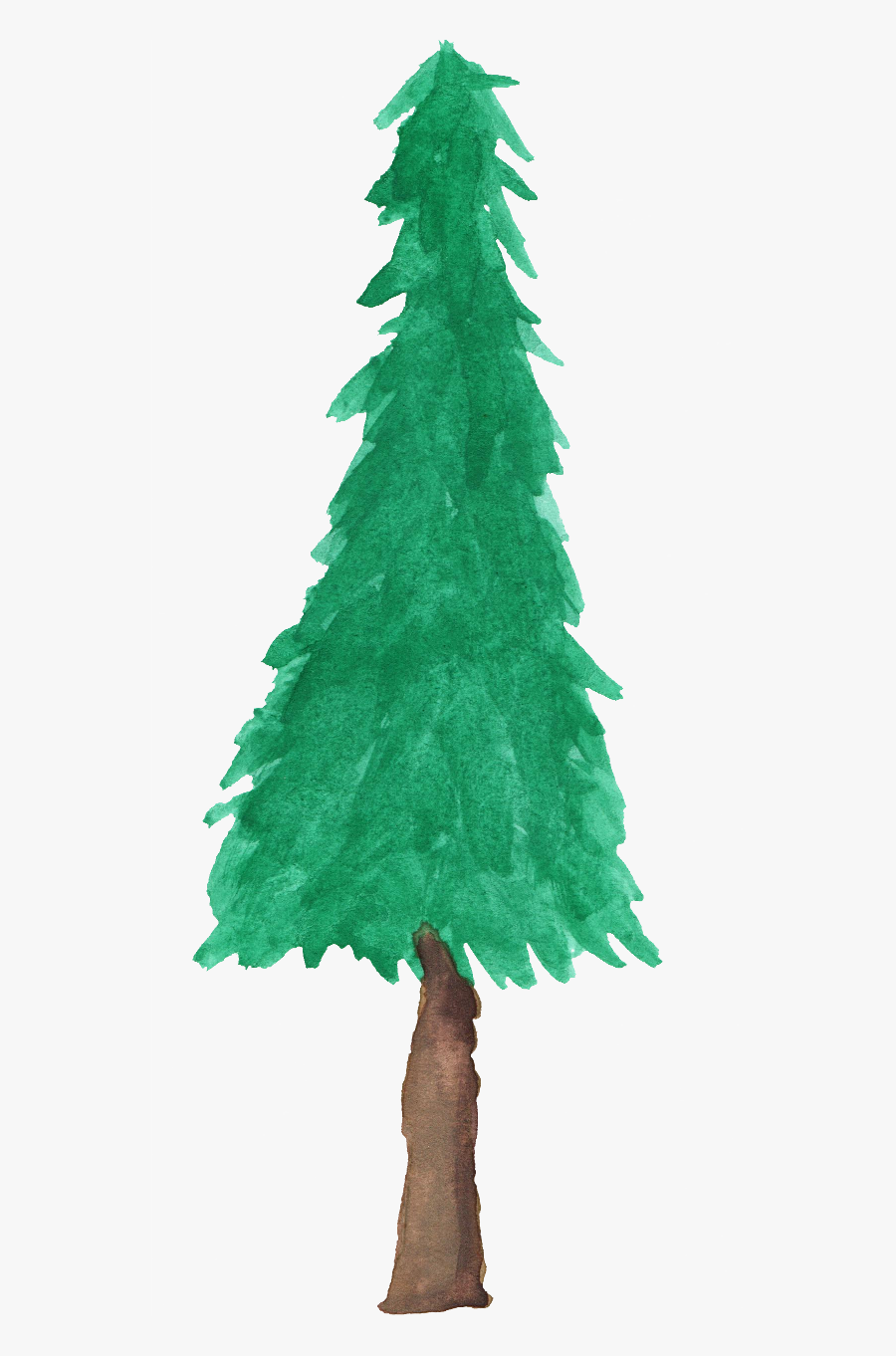 Watercolor Pine Tree - Pine Tree Watercolor Free, Transparent Clipart