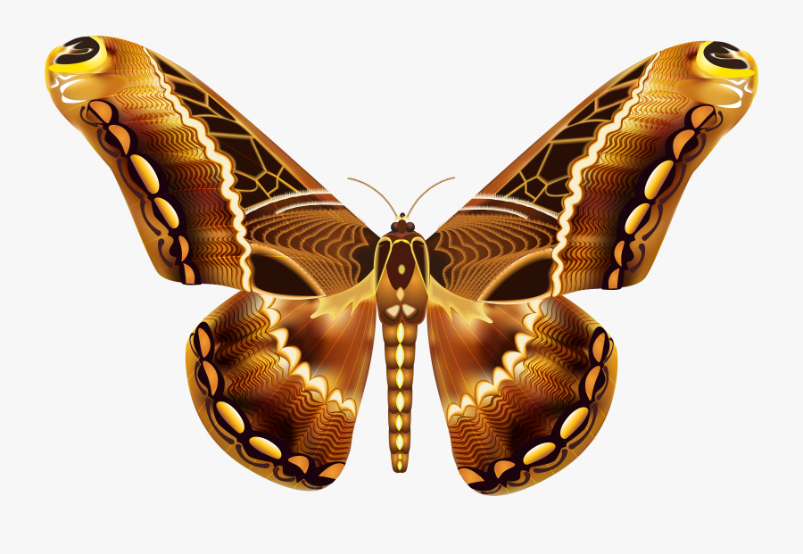 Beautiful Brown Butterfly Png Clipart Image - Beautiful Butterflies With Transparent Background, Transparent Clipart