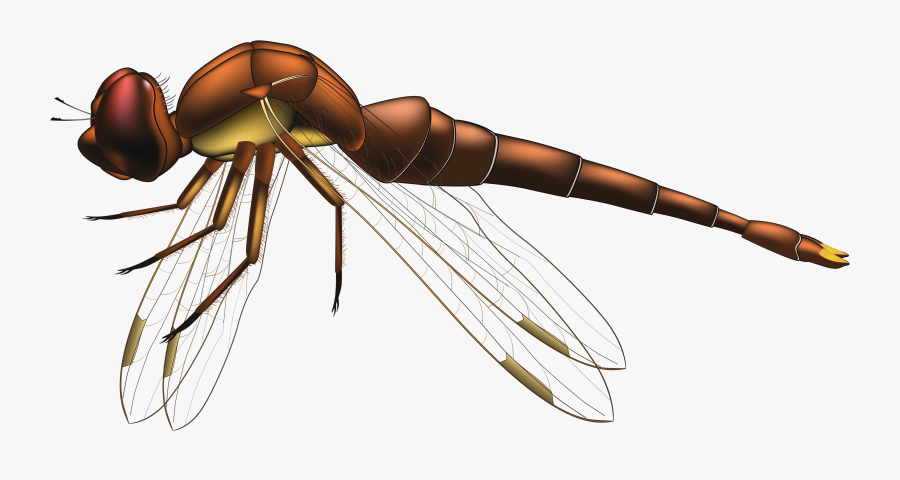 Dragonfly Brown Png Clip Art - Capung Clipart, Transparent Clipart