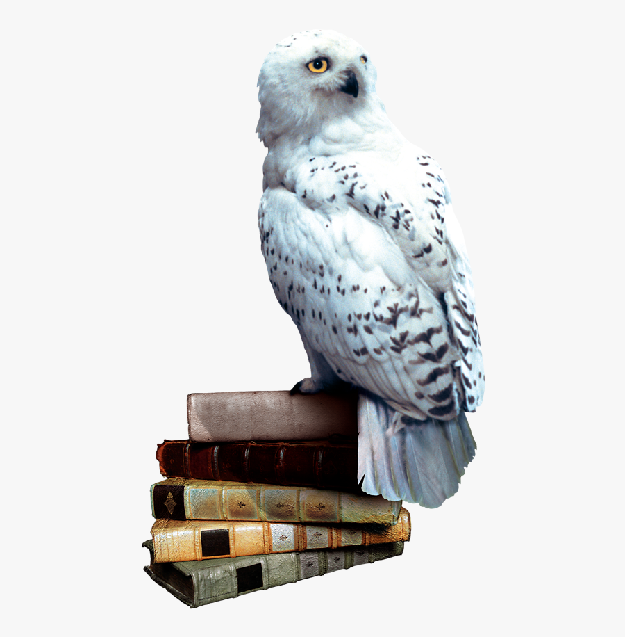 Transparent Sorting Hat Clipart - Harry Potter Hedwig Png, Transparent Clipart
