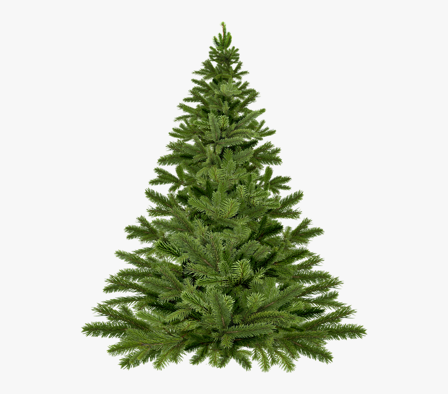 Christmas Tree Christmas, Christmas Tree, Pine - Live Christmas Tree, Transparent Clipart