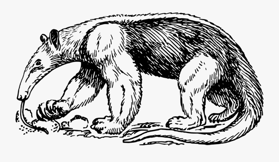 Anteater, Ant, Eater, Animal, Giant, Eating, Tongue - Drawing Of An Anteater, Transparent Clipart