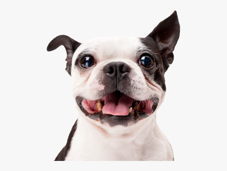 Transparent Happy Dog Clipart - Happy Dog Png, Transparent Clipart