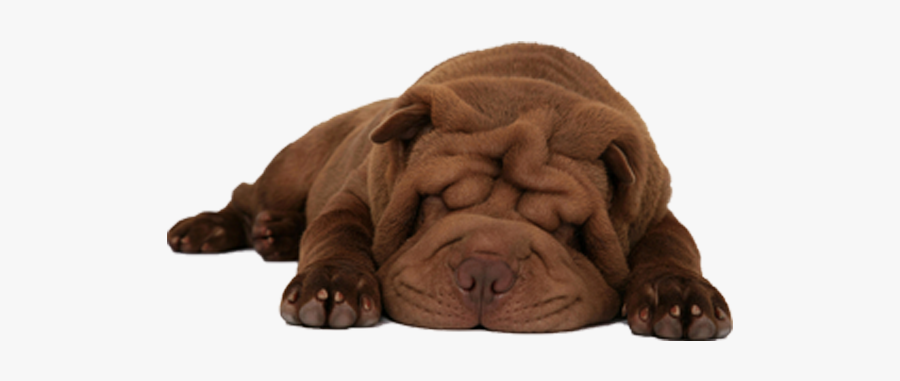 Sleepy Dog White Background, Transparent Clipart