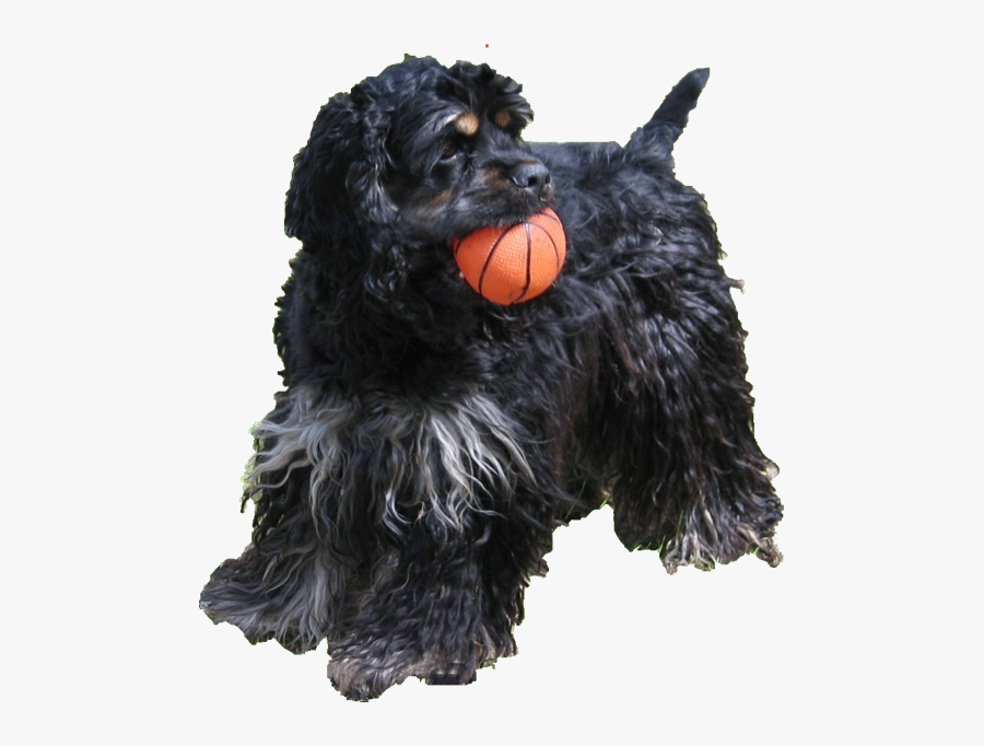 Transparent Happy Dog Clipart - Cocker Spaniel, Transparent Clipart