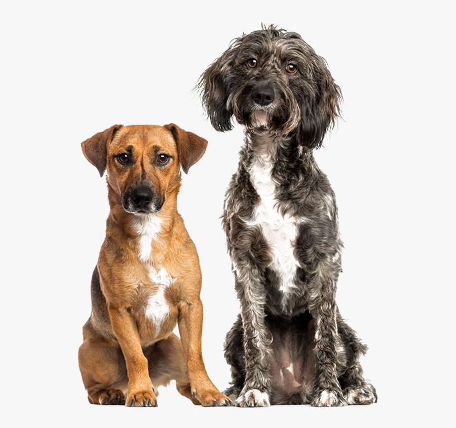 Dog, Transparent Clipart