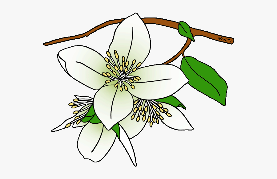 Free United States Clip Art By Phillip Martin, State - Drawing Of A Syringa, Transparent Clipart