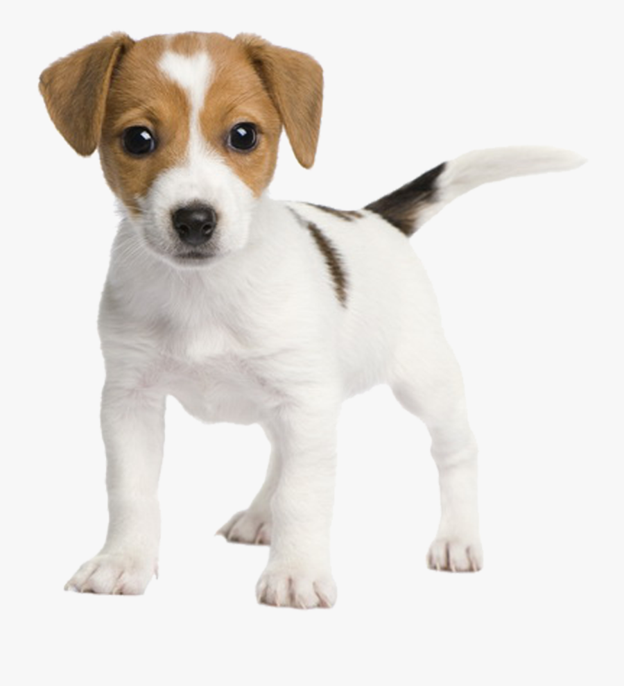 Chihuahua Russell Fox Miniature Rat Jack Bull Clipart - Jack Russell Terrier Puppy, Transparent Clipart