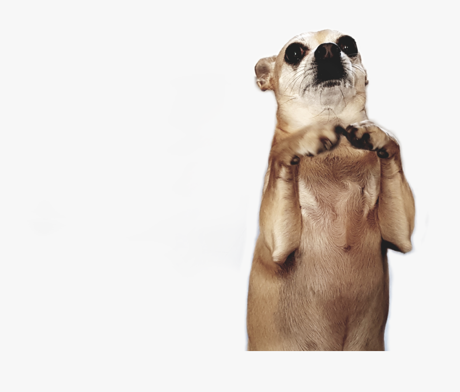 Transparent Chiwawa Clipart - Dog Yawns, Transparent Clipart