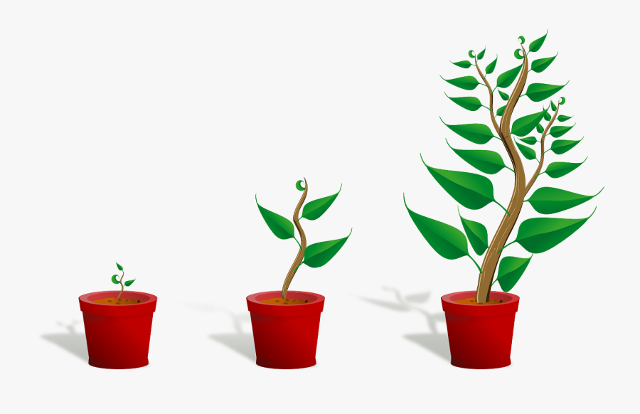 Getting To Know Plants, Transparent Clipart