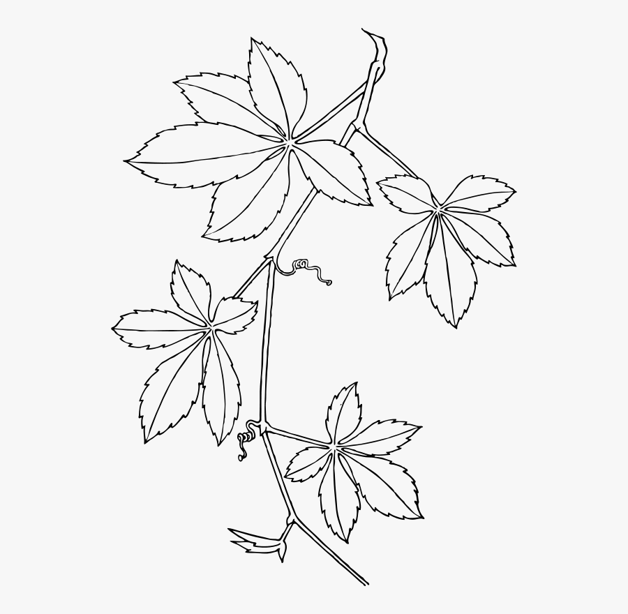 Virginia Creeper , Free Transparent Clipart - ClipartKey