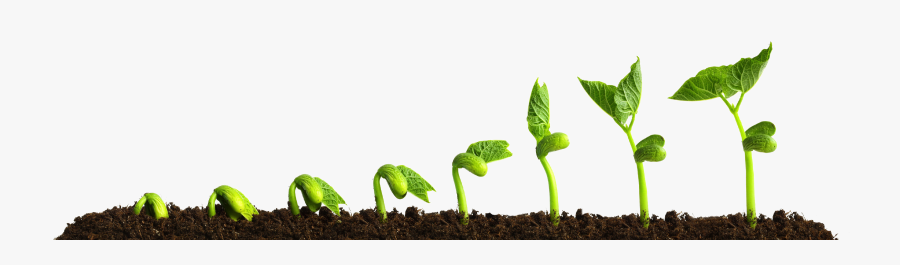 Grow Png Transparent Picture Growing Plant - Plants Growing, Transparent Clipart