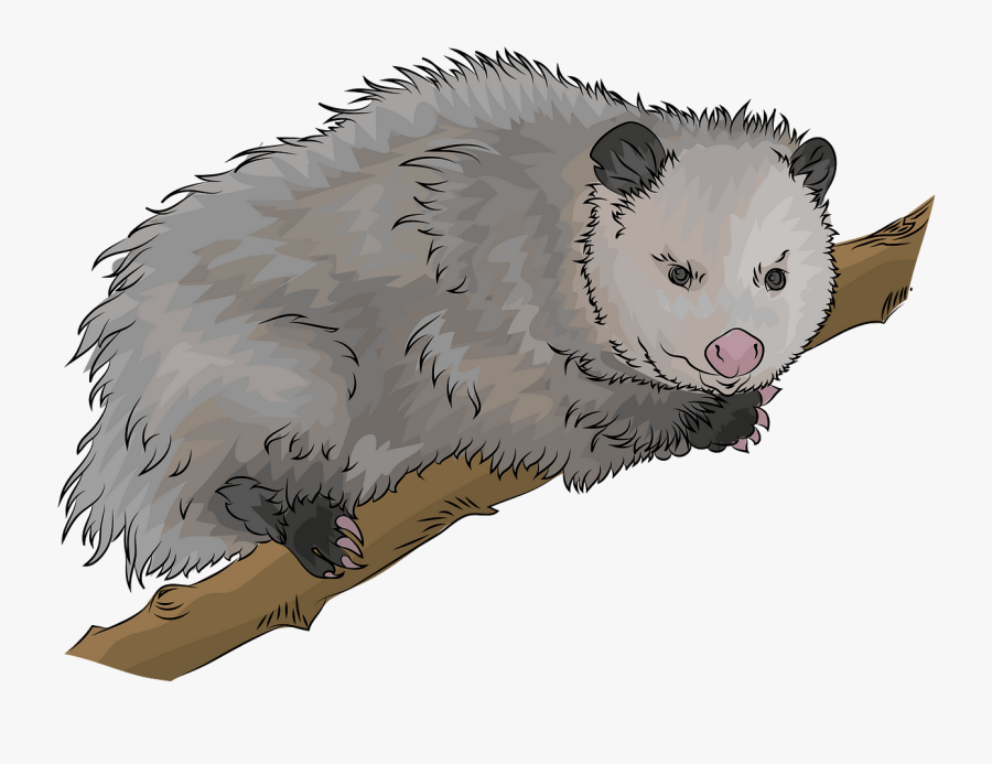 Virginia Opossum, Transparent Clipart