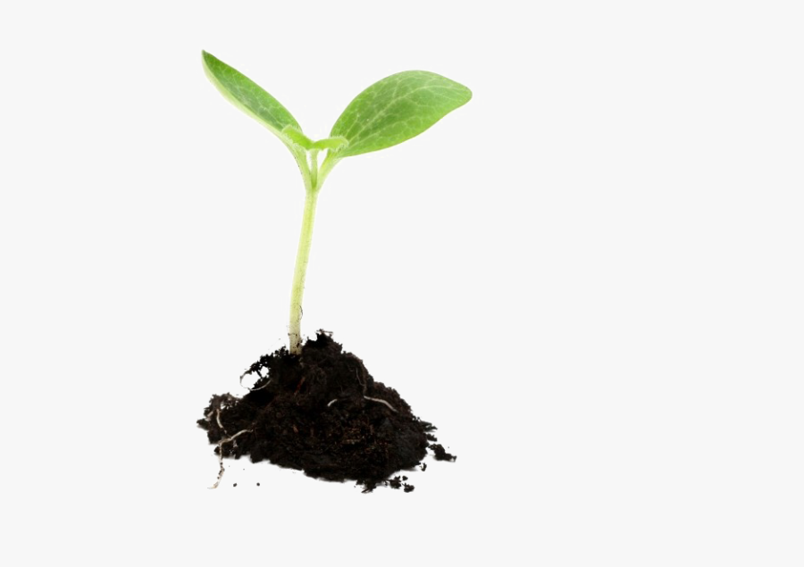 Growing Plant Png Image - Mt 13 24 43, Transparent Clipart
