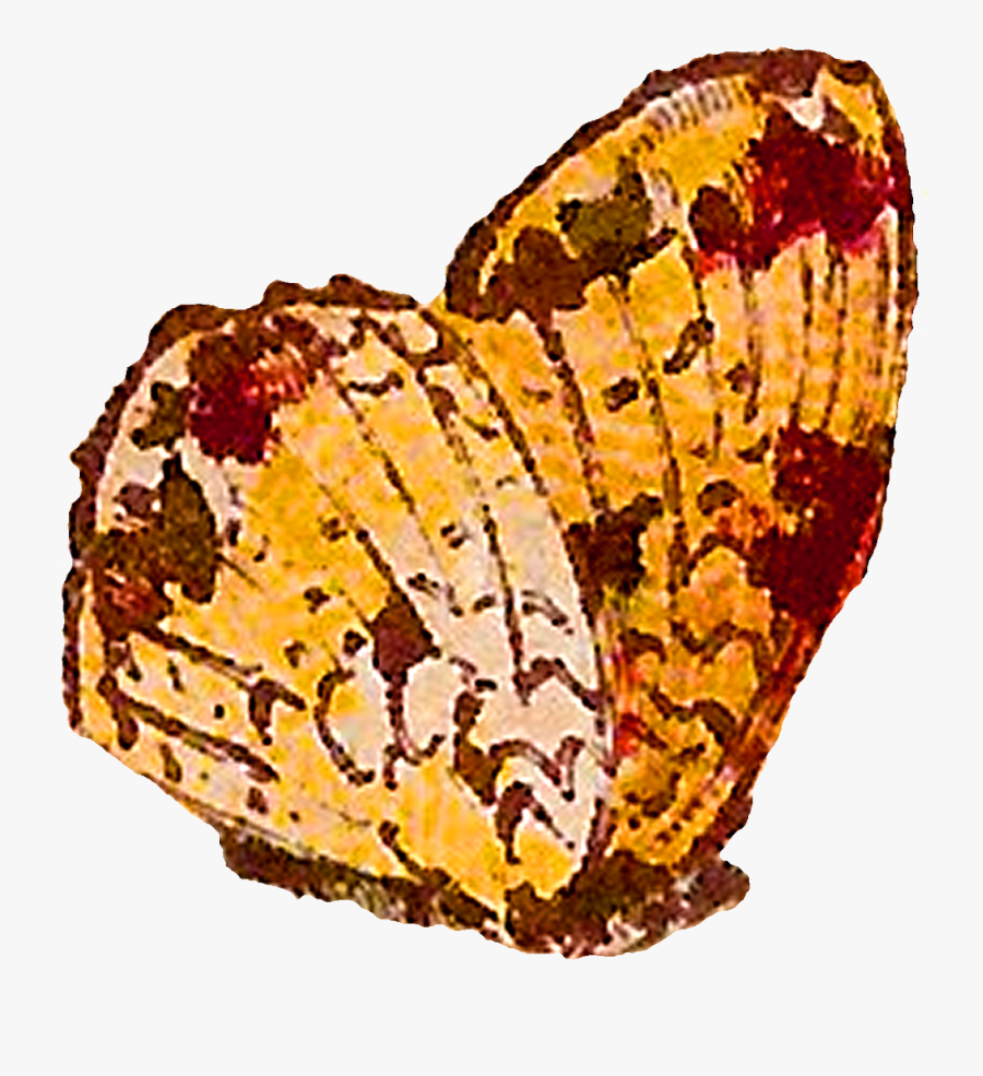 Spring Clipart Digital - Brush-footed Butterfly, Transparent Clipart