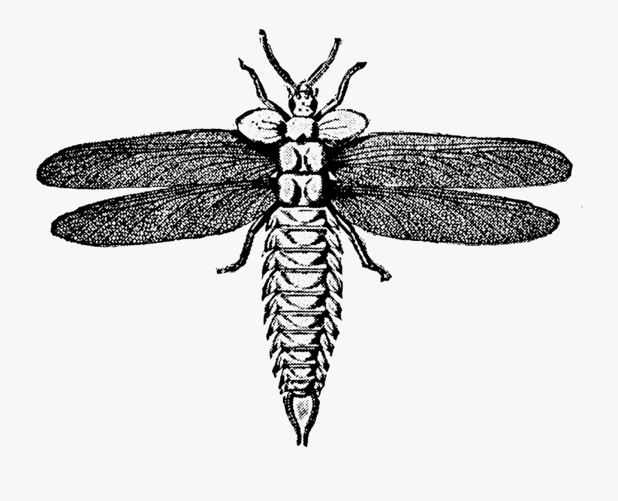 Net-winged Insects, Transparent Clipart