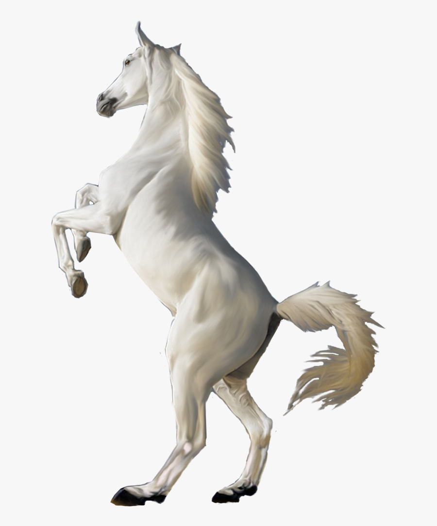 White Horse Png, Transparent Clipart
