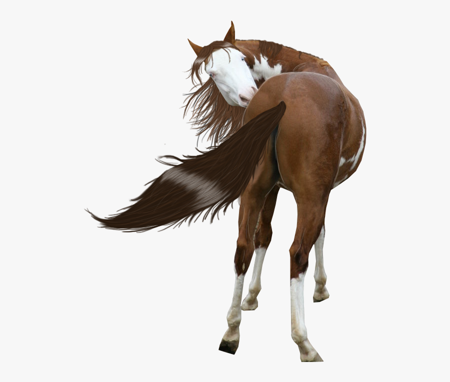 Free Download Painted Horse Png Clipart American Paint - Painted Horse Png, Transparent Clipart
