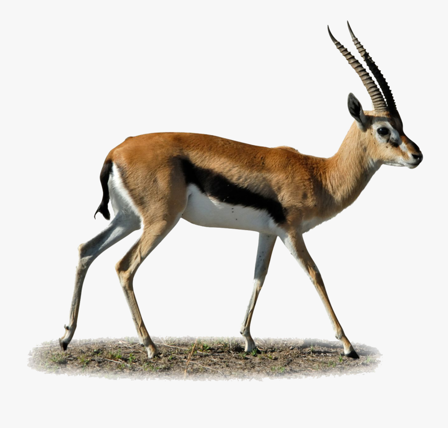 Download Gazelle Png Clipart - Gazelle Png, Transparent Clipart