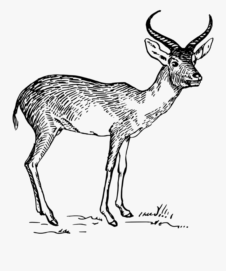 Antelope,musk Deer,gazelle - Black And White Antelope Clip Art, Transparent Clipart
